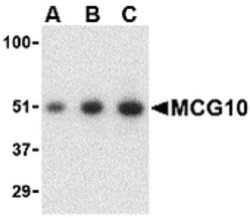 Invitrogen PCBP4 Polyclonal Antibody 100 &mu;g; Unconjugated:Antibodies,