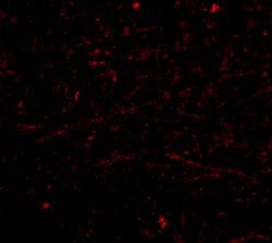 Invitrogen DARC Polyclonal Antibody 100 &mu;g; Unconjugated:Antibodies,