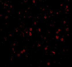 Invitrogen NPAS3 Polyclonal Antibody 100 &mu;g; Unconjugated:Antibodies,
