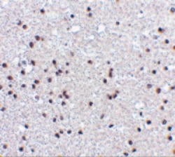 Invitrogen NPAS3 Polyclonal Antibody 100 &mu;g; Unconjugated:Antibodies,