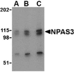 Invitrogen NPAS3 Polyclonal Antibody 100 &mu;g; Unconjugated:Antibodies,