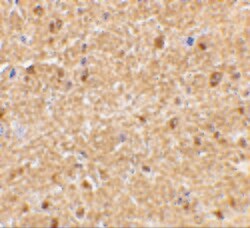 Invitrogen Nogo-A Polyclonal Antibody 100 &mu;g; Unconjugated:Antibodies,