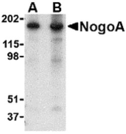 Invitrogen Nogo-A Polyclonal Antibody 100 &mu;g; Unconjugated:Antibodies,