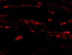 Invitrogen Neuritin Polyclonal Antibody 100 &mu;g | Buy Online | Invitrogen&trade; | Fisher Scientific