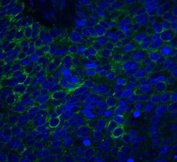 Invitrogen Neuritin Polyclonal Antibody 100 &mu;g | Buy Online | Invitrogen&trade; | Fisher Scientific