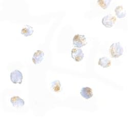 Invitrogen ORAI2 Polyclonal Antibody 100 &mu;g | Buy Online | Invitrogen&trade; | Fisher Scientific