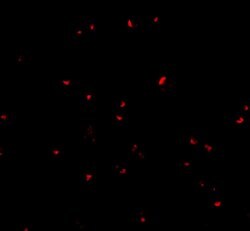 Invitrogen ORAI2 Polyclonal Antibody 100 &mu;g | Buy Online | Invitrogen&trade; | Fisher Scientific