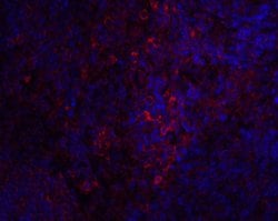 Invitrogen STIM1 Polyclonal Antibody 100 &mu;g; Unconjugated:Antibodies,