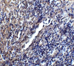 Invitrogen STIM1 Polyclonal Antibody 100 &mu;g; Unconjugated:Antibodies,