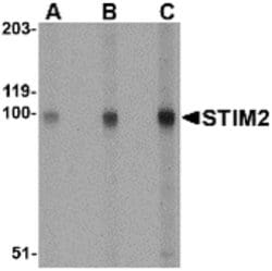 Invitrogen STIM2 Polyclonal Antibody 100 &mu;g; Unconjugated:Antibodies,