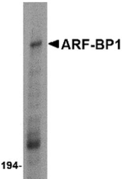 Invitrogen HUWE1 Polyclonal Antibody 100 &mu;g; Unconjugated:Antibodies,