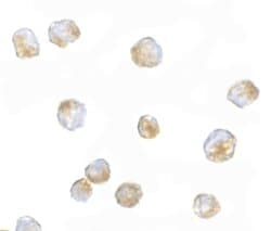 Invitrogen ORAI3 Polyclonal Antibody 100 &mu;g; Unconjugated:Antibodies,
