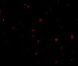 Invitrogen ORAI3 Polyclonal Antibody 100 &mu;g; Unconjugated:Antibodies,
