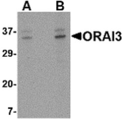 Invitrogen ORAI3 Polyclonal Antibody 100 &mu;g; Unconjugated:Antibodies,