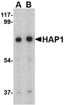 Invitrogen HAP1 Polyclonal Antibody 100 &mu;g; Unconjugated:Antibodies