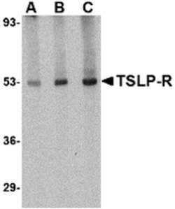 Invitrogen TSLP Receptor Polyclonal Antibody 100 &mu;g; Unconjugated:Antibodies,