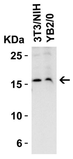 Invitrogen Stathmin 1 Polyclonal Antibody 100 &mu;g; Unconjugated:Antibodies,