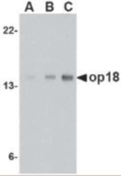 Invitrogen Stathmin 1 Polyclonal Antibody 100 &mu;g; Unconjugated:Antibodies,