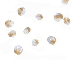 Invitrogen Bub3 Polyclonal Antibody 100 &mu;g | Buy Online | Invitrogen&trade; | Fisher Scientific