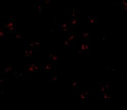 Invitrogen Bub3 Polyclonal Antibody 100 &mu;g | Buy Online | Invitrogen&trade; | Fisher Scientific