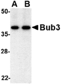 Invitrogen Bub3 Polyclonal Antibody 100 &mu;g | Buy Online | Invitrogen&trade; | Fisher Scientific
