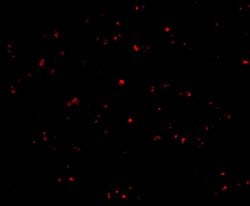 Invitrogen&trade;&nbsp;IFN beta Polyclonal Antibody