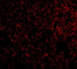 Invitrogen IEX-1 Polyclonal Antibody 100 &mu;g; Unconjugated:Antibodies,