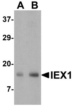Invitrogen IEX-1 Polyclonal Antibody 100 &mu;g; Unconjugated:Antibodies,