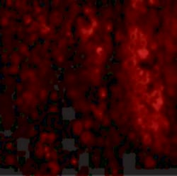 Invitrogen IL-33 Polyclonal Antibody 100 &mu;g | Buy Online | Invitrogen&trade; | Fisher Scientific