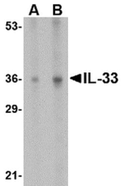 Invitrogen IL-33 Polyclonal Antibody 100 &mu;g | Buy Online | Invitrogen&trade; | Fisher Scientific