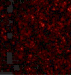 Invitrogen IL-33 Polyclonal Antibody 100 &mu;g; Unconjugated:Antibodies,