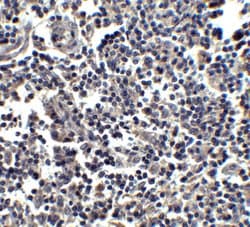 Invitrogen IL-33 Polyclonal Antibody 100 &mu;g; Unconjugated:Antibodies,