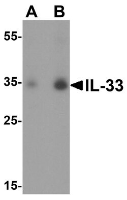 Invitrogen IL-33 Polyclonal Antibody 100 &mu;g; Unconjugated:Antibodies,