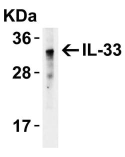 Invitrogen IL-33 Polyclonal Antibody 100 &mu;g; Unconjugated:Antibodies,