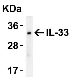 Invitrogen IL-33 Polyclonal Antibody 100 &mu;g; Unconjugated:Antibodies,