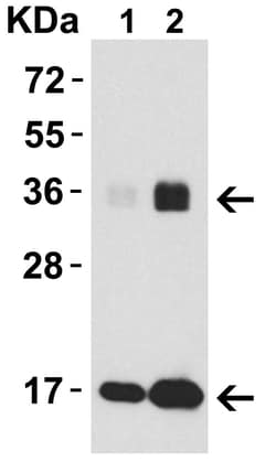 Invitrogen IL-33 Polyclonal Antibody 100 &mu;g; Unconjugated:Antibodies,