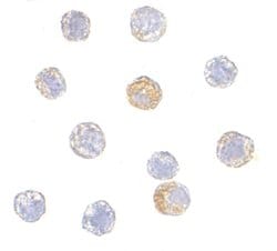 Invitrogen TDP-43 Polyclonal Antibody 100 &mu;g; Unconjugated:Antibodies,