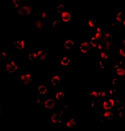 Invitrogen TRIM25 Polyclonal Antibody 100 &mu;g; Unconjugated:Antibodies,
