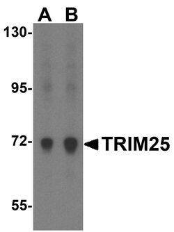 Invitrogen TRIM25 Polyclonal Antibody 100 &mu;g; Unconjugated:Antibodies,