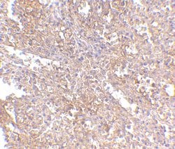 Invitrogen RAP80 Polyclonal Antibody 100 &mu;g; Unconjugated:Antibodies,