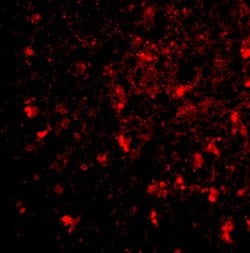 Invitrogen BRE Polyclonal Antibody 100 &mu;g; Unconjugated:Antibodies,