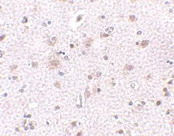 Invitrogen BRE Polyclonal Antibody 100 &mu;g; Unconjugated:Antibodies,