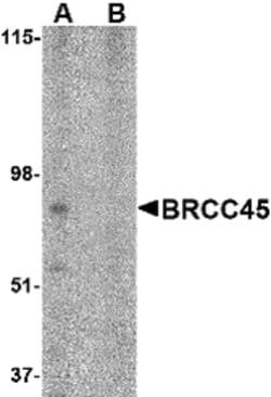 Invitrogen BRE Polyclonal Antibody 100 &mu;g; Unconjugated:Antibodies,