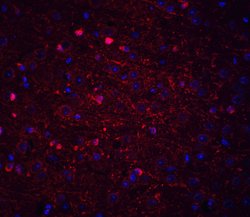 Invitrogen Kinesin 5A Polyclonal Antibody 100 &mu;g | Buy Online | Invitrogen&trade; | Fisher Scientific