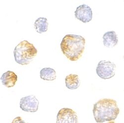 Kinesin 5A Polyclonal Antibody, Invitrogen 100 &mu;g; Unconjugated:Antibodies