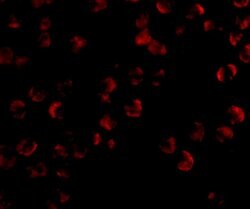 Kinesin 5A Polyclonal Antibody, Invitrogen 100 &mu;g; Unconjugated:Antibodies