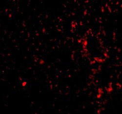 Invitrogen TEM7 Polyclonal Antibody 100 &mu;g; Unconjugated:Antibodies,