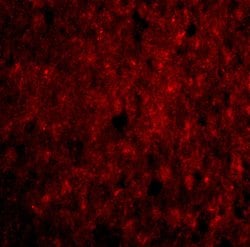 Invitrogen CDNF Polyclonal Antibody 100 μg; Unconjugated:Antibodies,