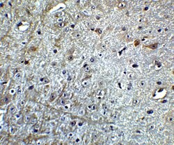 Invitrogen CDNF Polyclonal Antibody 100 μg; Unconjugated:Antibodies,