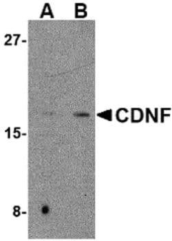 Invitrogen CDNF Polyclonal Antibody 100 μg; Unconjugated:Antibodies,